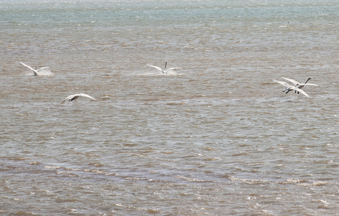 天鹅起舞闹新春 市民观鸟度假日