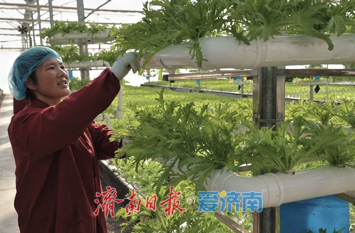 趵眼丨从“固本”到“提质”，乡村振兴这样进阶