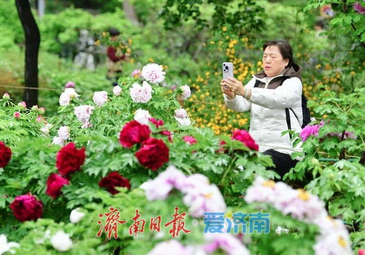 一年四季 泉在济南丨雨润牡丹娇艳欲滴，泉城市区最大牡丹园春色无边