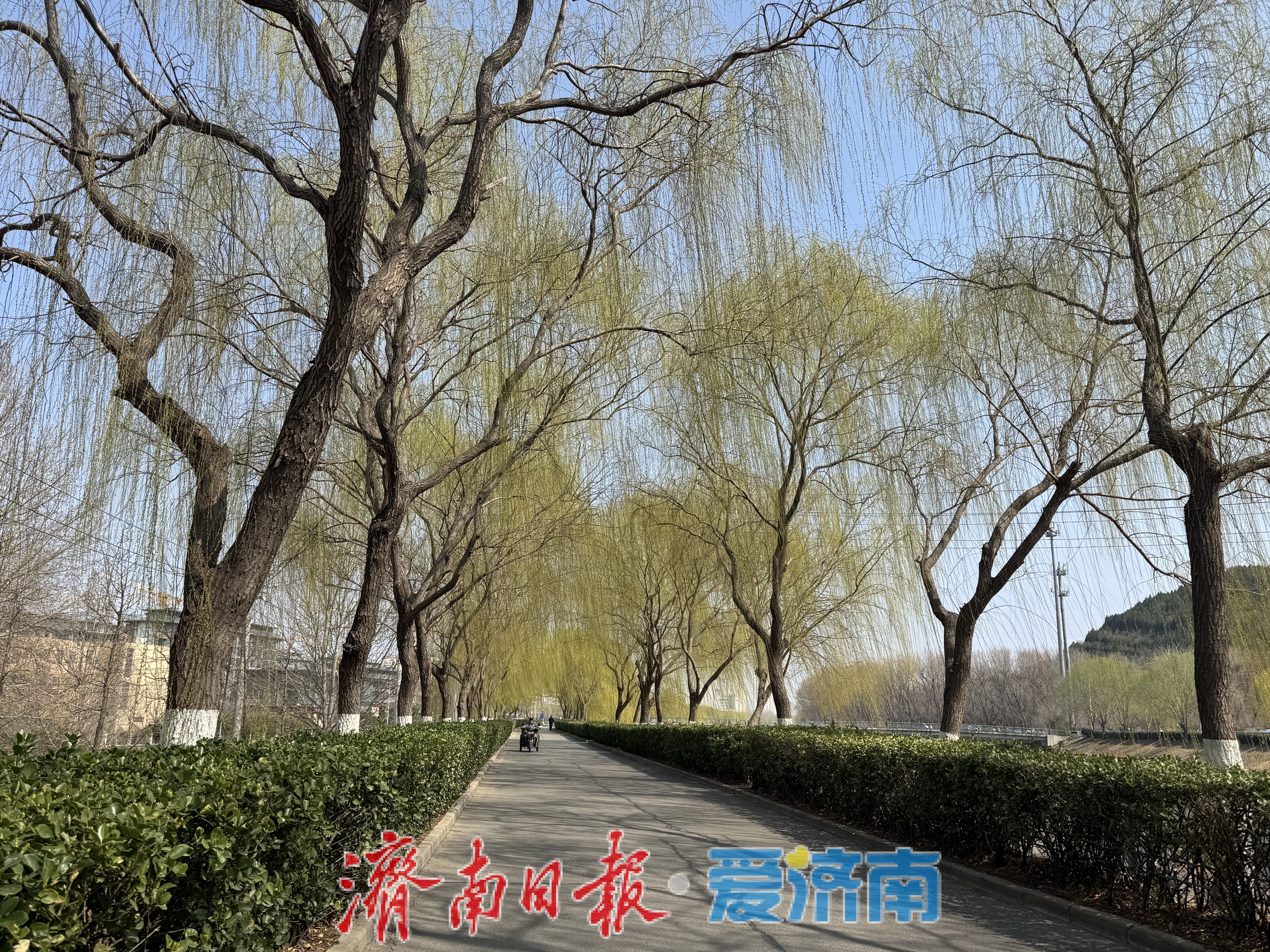 一年四季 泉在济南丨柳染廊道春意浓 安澜北路绘新景