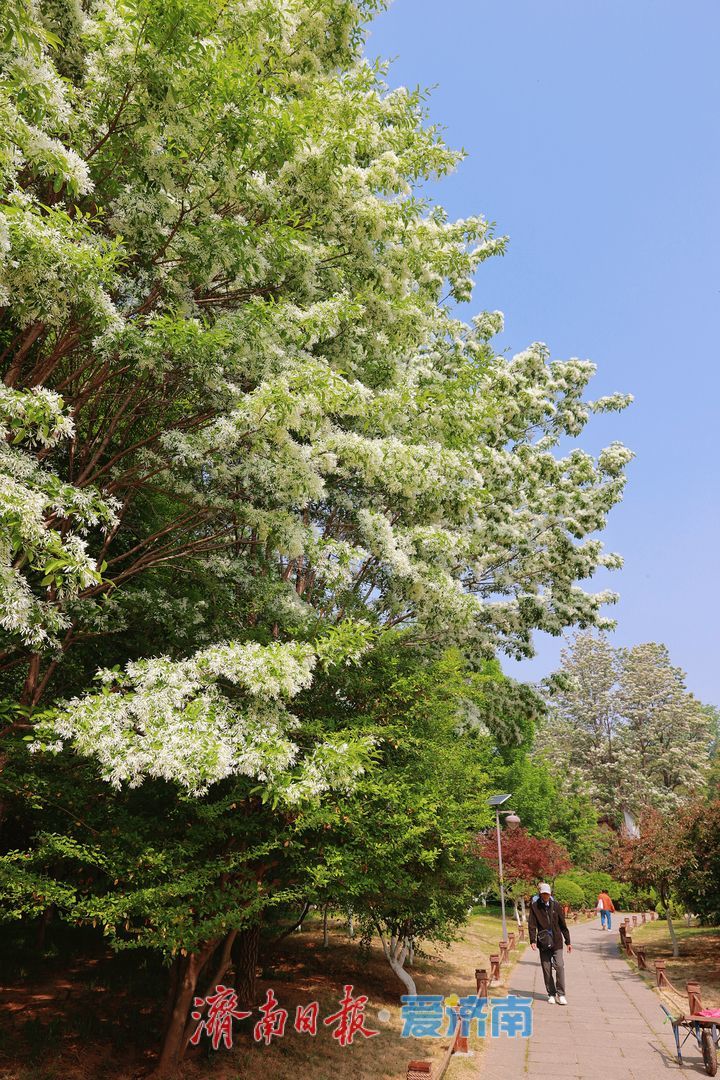 一年四季 泉在济南丨森林公园流苏花开 如雪似玉醉游人
