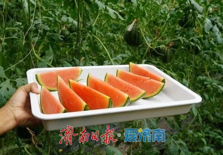 济南这颗西瓜，种出十亿产业！
