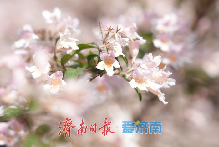 如霞似锦，济南泉城公园珍稀花木猬实进入盛花期