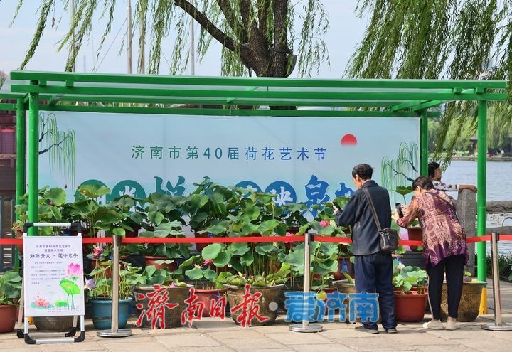 湖光悦色·荷映泉城！济南市第40届荷花艺术节7月3日灿烂启幕