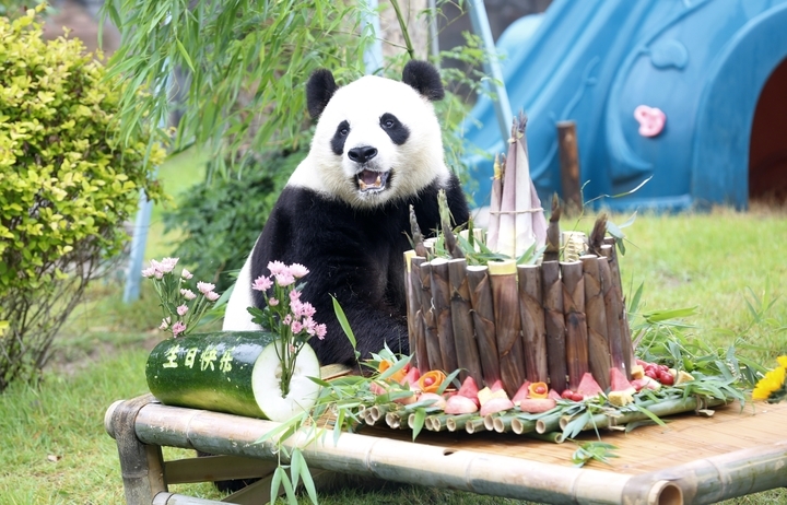 众人送祝福！济南动物园大熊猫“雅吉”10周岁啦！