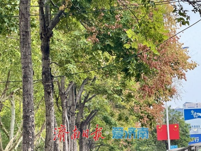 一年四季 泉在济南丨济南经十路：栾树花开添秋色