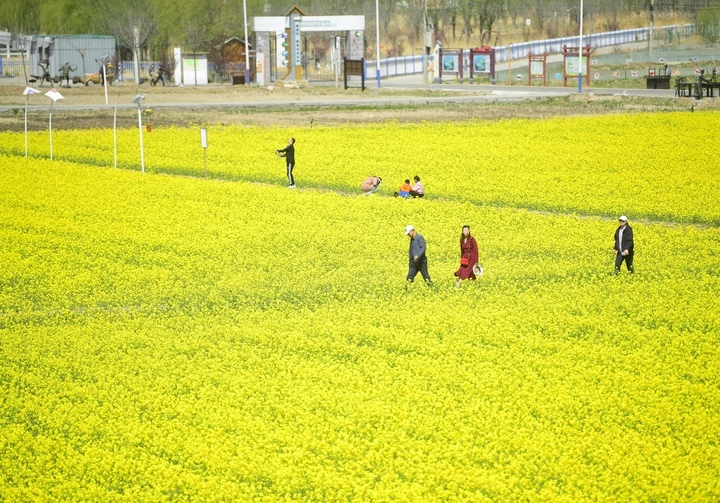 仲春时节满眼金，油菜花开遍地黄 