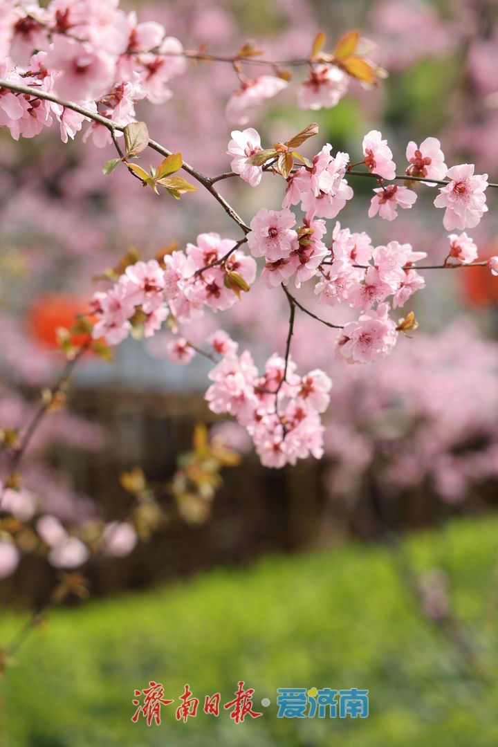 趵突泉春意浓 美人梅盛放醉游人