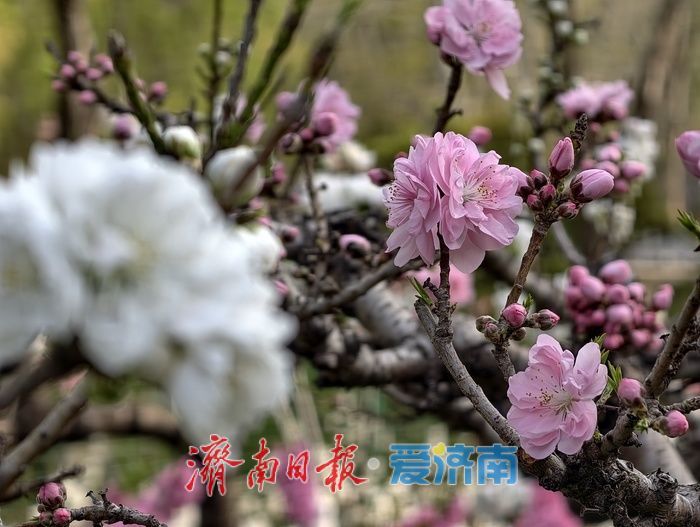 一年四季 泉在济南丨百花公园碧桃盛开