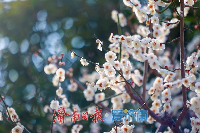 五龙潭公园春意盎然，市民游客共赏春光