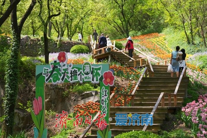 郁金香花开成海！济南红叶谷变身“莫奈花园”，春日顶流打卡地藏不住了！