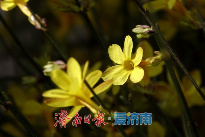 一年四季 泉在济南丨迎春花开报春来，一帘金蕊缀泉城