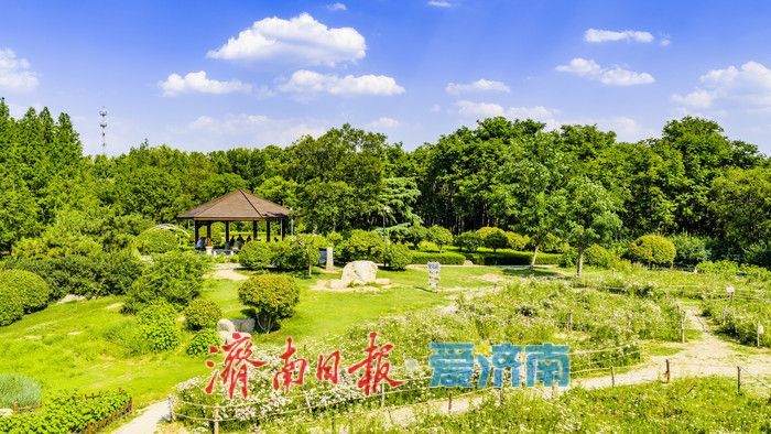 清风伴晴空 绿意满公园 泉城夏日氛围感拉满