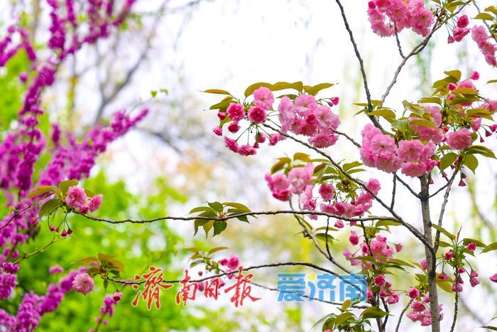 晚樱盛放续春意 五龙潭再迎赏樱高潮