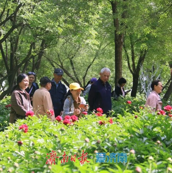 济南植物园芍药即将盛放
