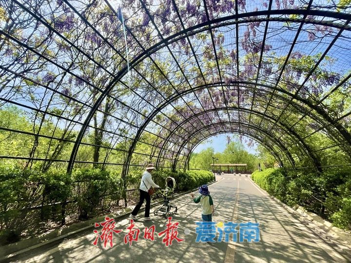 紫藤天幕独具浪漫引客来