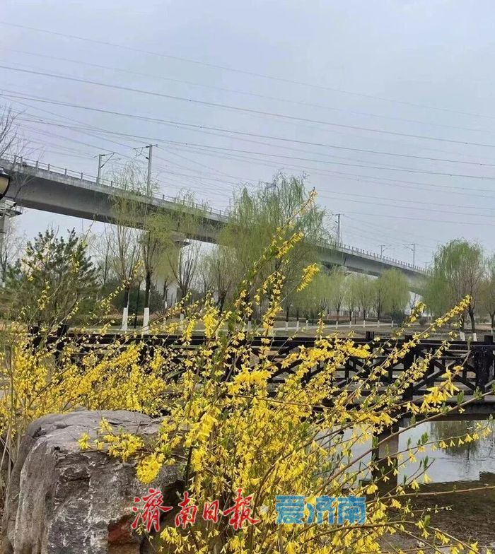 2026年济南特色道路赏花指南——全城花海，一路芬芳