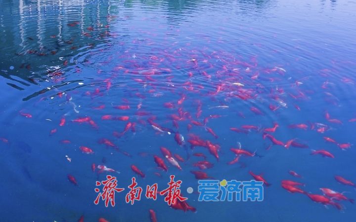 锦鲤水中畅游美如画卷