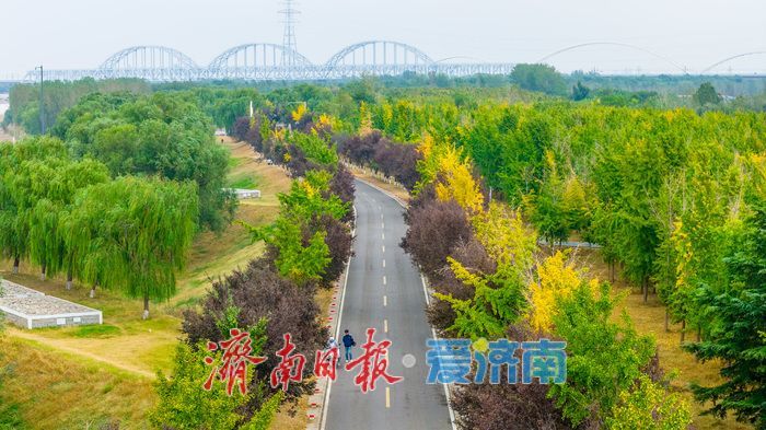 黄河岸秋意渐浓！济南沿黄九美银杏林悄然转黄 半月后迎盛景