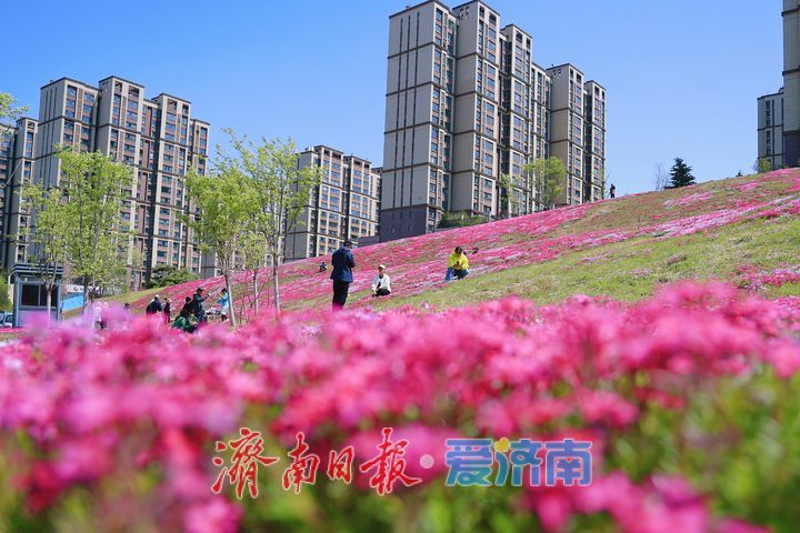 花毯铺地色彩斑斓 市民打卡“福禄考花海”