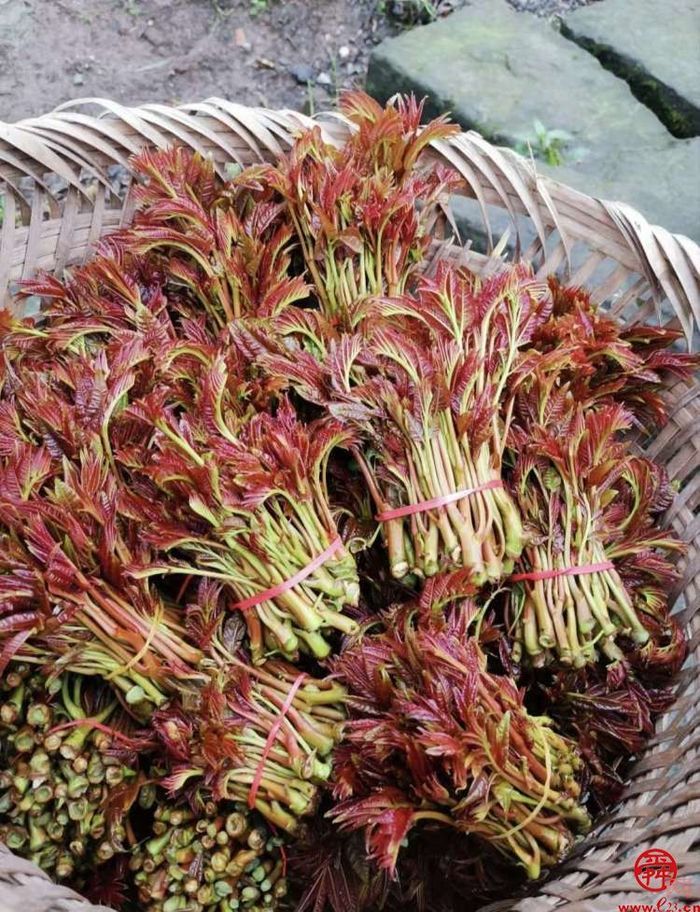 章丘宣讲带您走进舌尖上的“椿”天