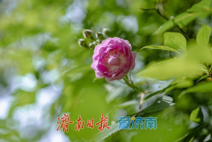 一年四季 泉在济南丨泉城春日 “调色盘” 上新！济南森林公园百花齐放，斑斓色彩扮靓天然氧吧