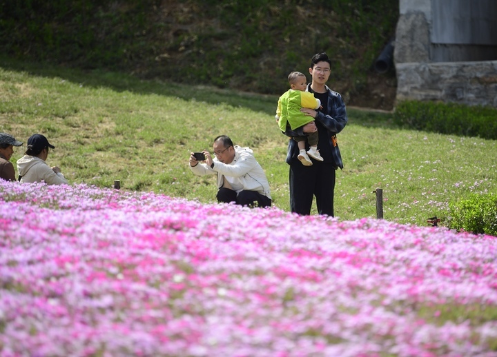 “泉”在济南过五一｜济南最大福禄考花海清明假期人气爆棚
