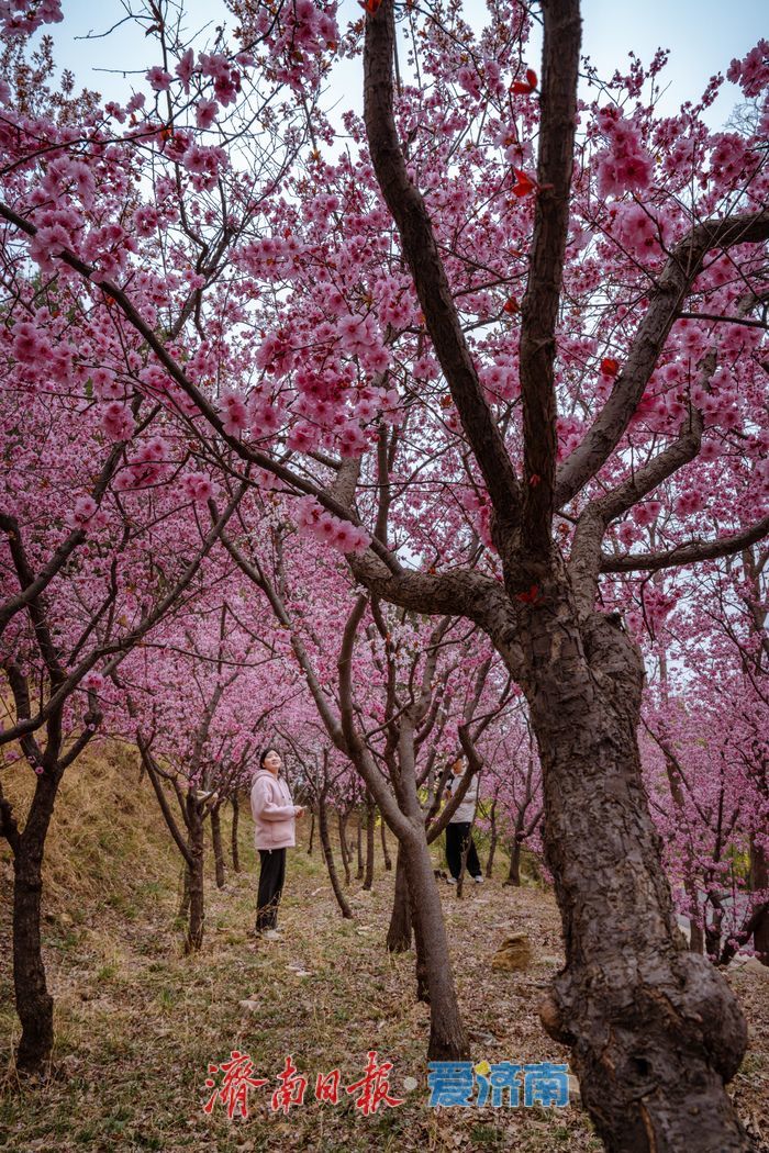漫山粉霞醉游人！济南红叶谷梅花进入盛花期