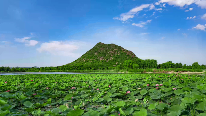 济南华山历史文化湿地公园：荷花映日红 美景如画来