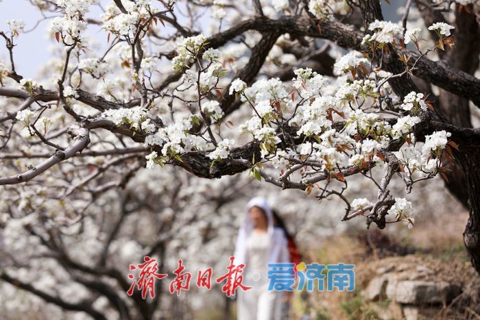 一年四季 “泉”在济南丨千亩梨花白胜雪 踏春赏花正当时