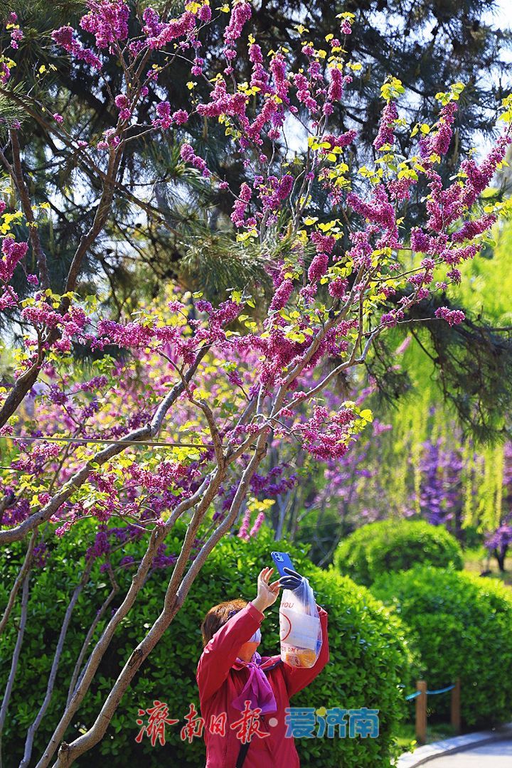 花开满条红 紫荆缀枝头