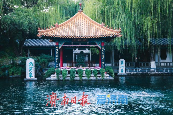 金秋宜赏菊！济南第46届趵突泉金秋菊展将于10月25日启幕