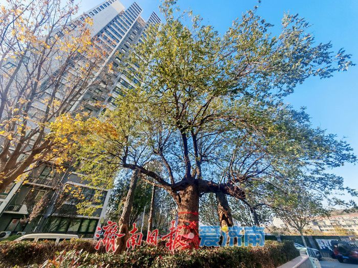 百年古槐焕新生，历下区再添两处古树园