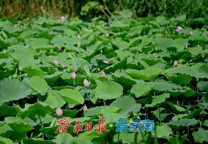 一年四季 泉在济南丨荷红叶绿满城香，大明湖首批荷花盛夏绽放
