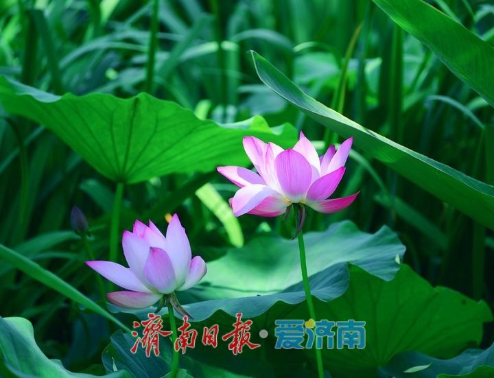 一年四季 泉在济南｜“荷”其有幸“香”约泉城，大明湖第一波荷花已绽放