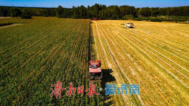 良田绘秋色 丰收正当时