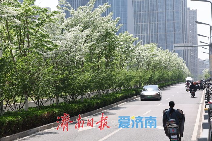 济南CBD流苏盛放白如雪