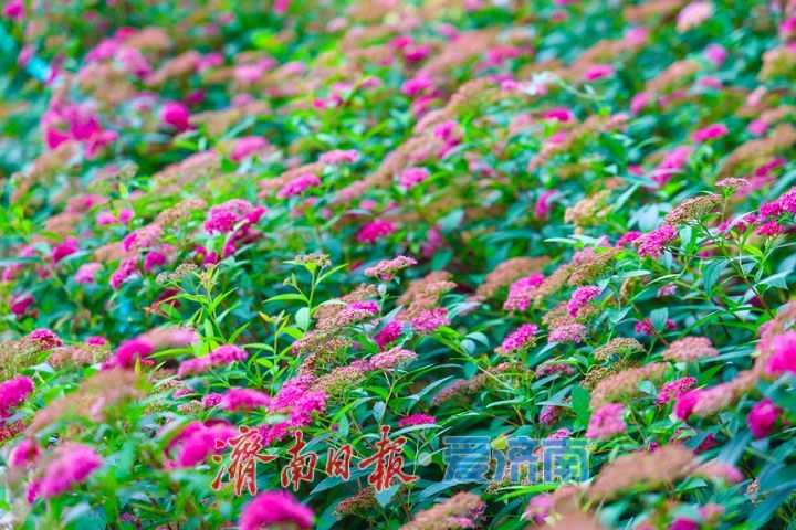 佛慧山粉花绣线菊悄然盛放 散落山间的粉色星芒