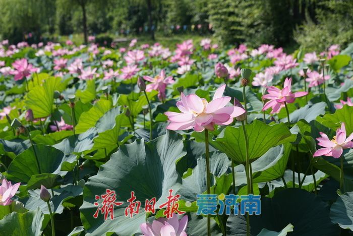 一年四季 泉在济南丨“小江南”荷风送香 夏日赏荷正当时