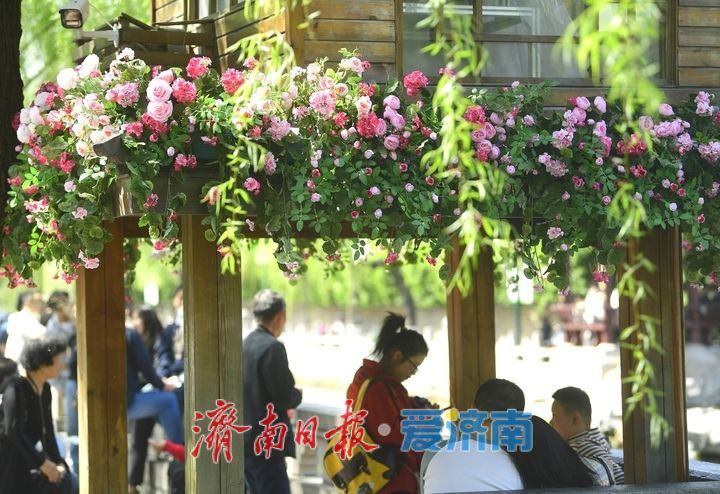 黑虎泉边花与茶，护城河畔换新装