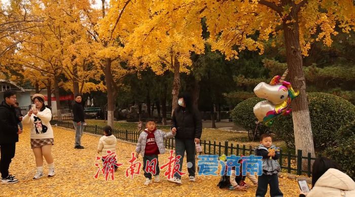 赴一场浪漫之约，济南公园景区最美落叶景观上线