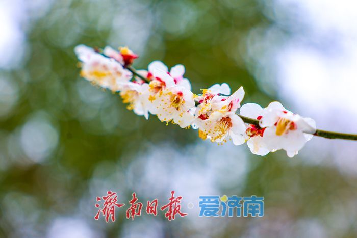 春雪覆枝萼 寒梅绽泉城