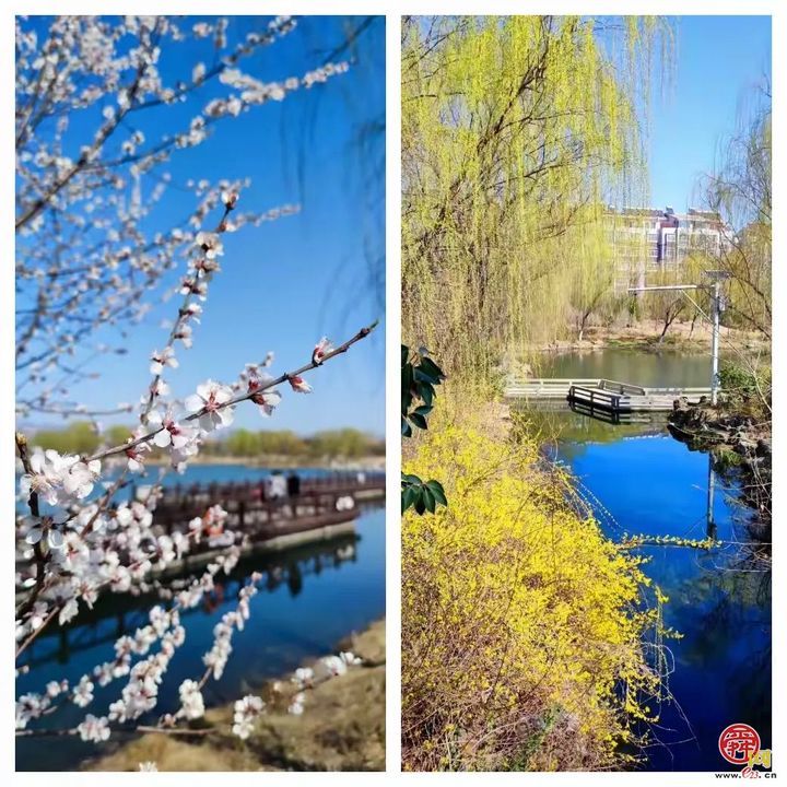 “马”上开花！章丘城区公园赏花地图出炉，开启春日好时光！