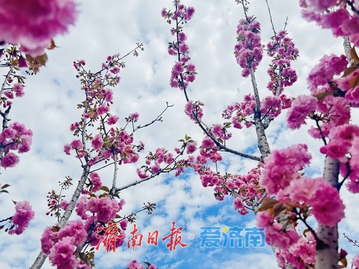 一年四季 泉在济南丨凤山路新增樱花公园 晚樱绽放醉游人