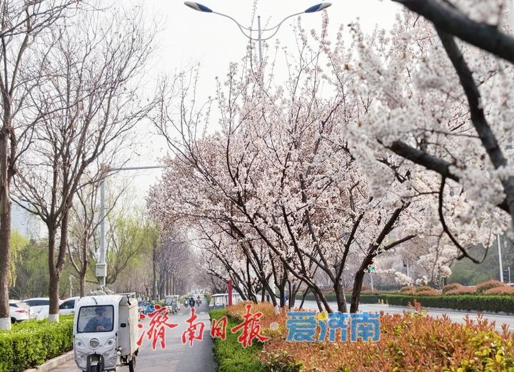 紫叶李铺就春日“花漾大道”