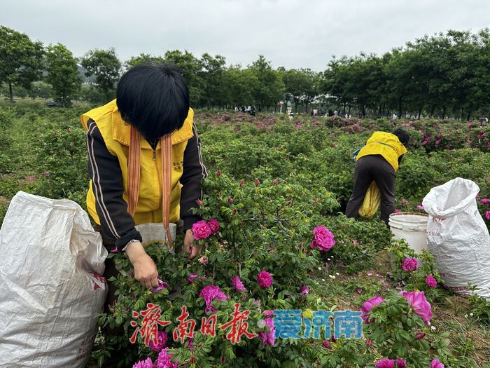 避开“人从众”，到平阴来一场花香弥漫的“反向旅游