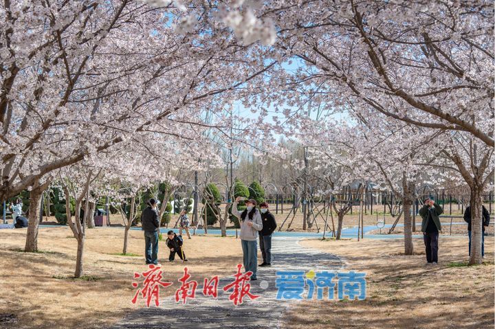 接下来，济南的人设是“樱花主理人”