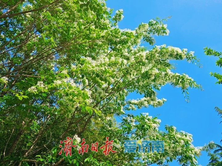 流苏似雪映清泉 五龙潭暮春花开醉游人