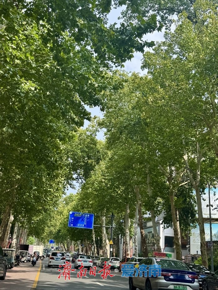 初秋马鞍山路：绿意依旧浓 静谧绘清幽