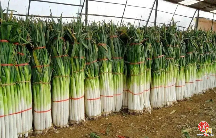 曲堤黄瓜品牌价值14.91亿元 济南农业品牌强市战略成效显著